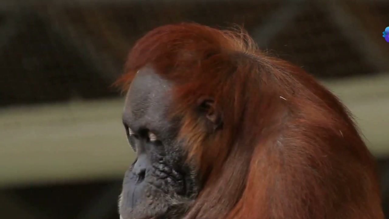 Animais inteligentes: compare 10 espécies e descubra por que não há um campeão universal