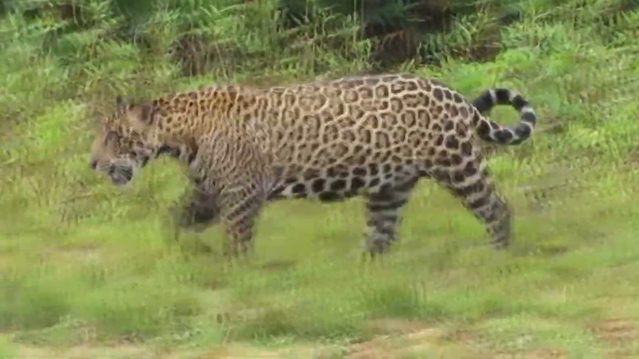 Onça-pintada tem predadores? Entenda por que estar no topo não elimina os riscos