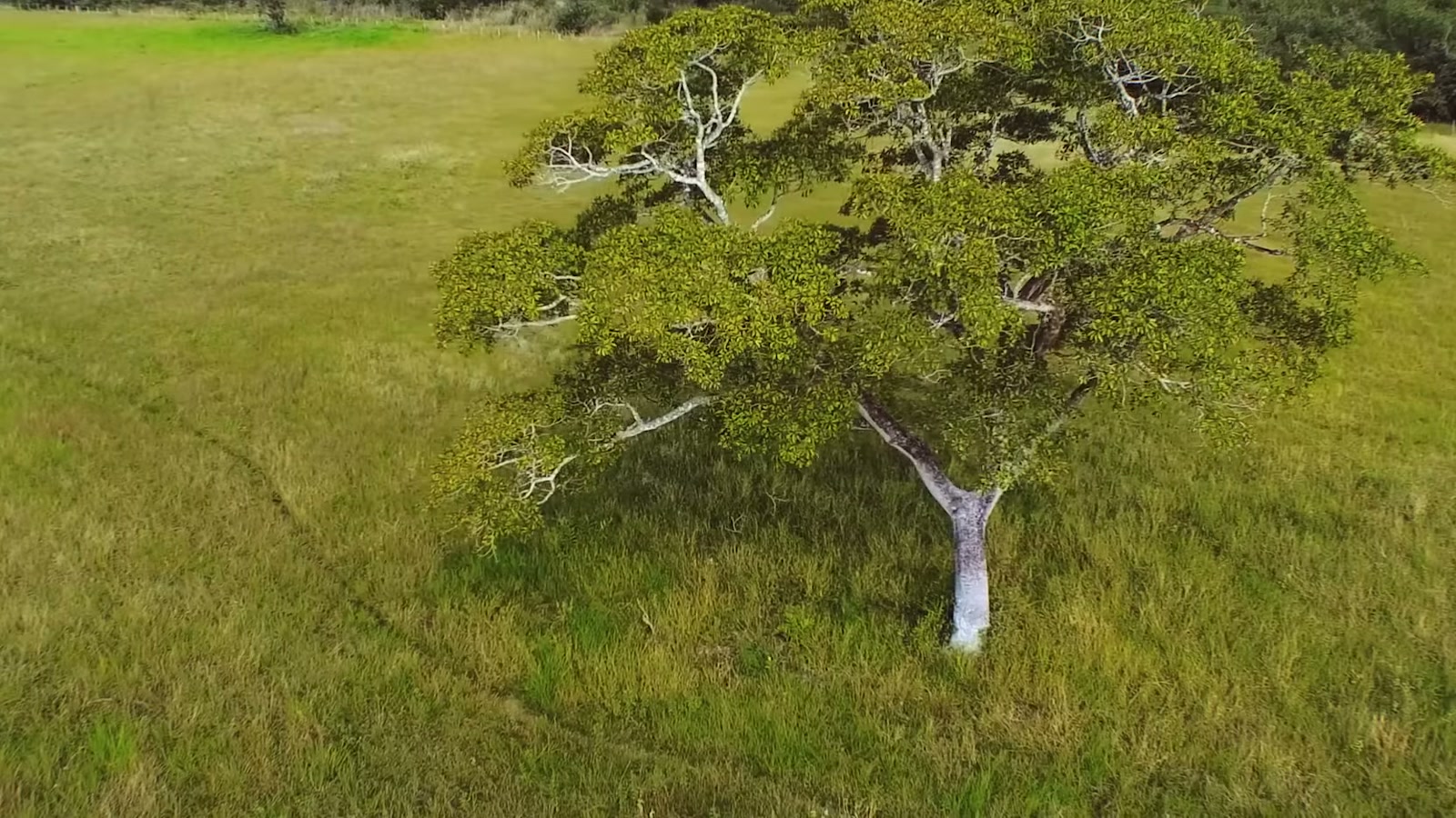 Pantanal no Vale a Pena Ver de Novo: 7 checagens para separar anúncio de expectativa