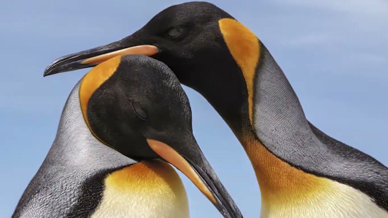 Cena ilustrativa: Dois albatrozes em close, tocando os bicos junto ao ninho, com os olhos e as penas em destaque e o fundo desfo, no trecho “Animais monogâmicos: o que o termo realmente significa”