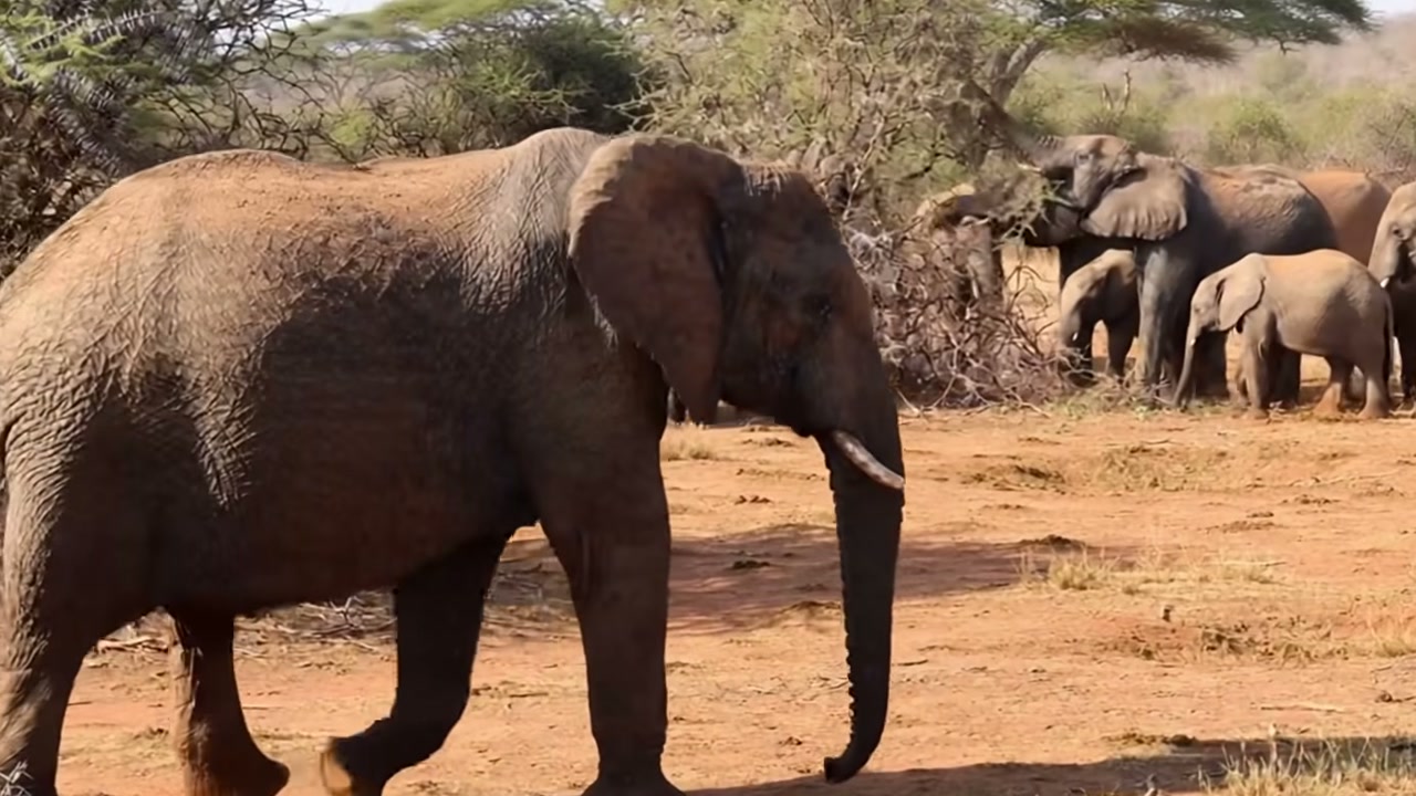 Elefante de aparência pálida nasce em narrativa do Amazing Wild Animals, que apresenta filhote como albino e coloca reação da manada no centro