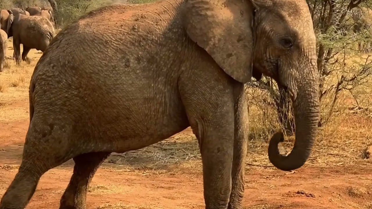 Elefante de aparência pálida nasce em narrativa do Amazing Wild Animals, que apresenta filhote como albino e coloca reação da manada no centro
