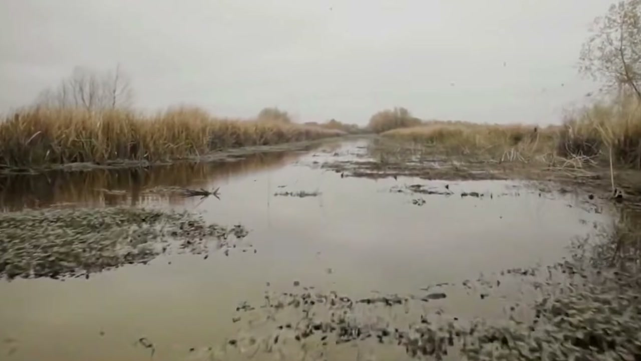 Vídeo apresenta aligátores como aliados contra nútrias invasoras, mas possibilidade de exterminar os roedores vem de modelo populacional, não de resultado comprovado nos pântanos