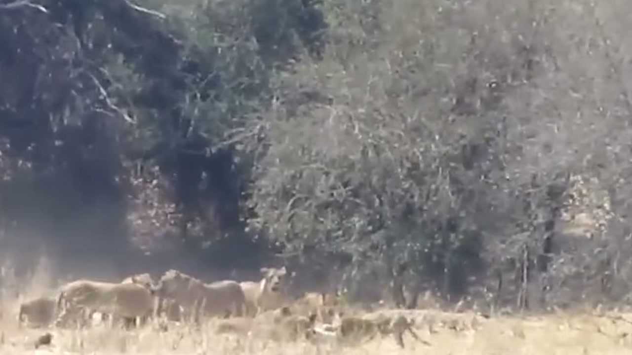 Zebra se aproxima da água, mas leão escondido na margem encurta distância antes da fuga na narrativa do Falcão Selvagem — Natureza Selvagem