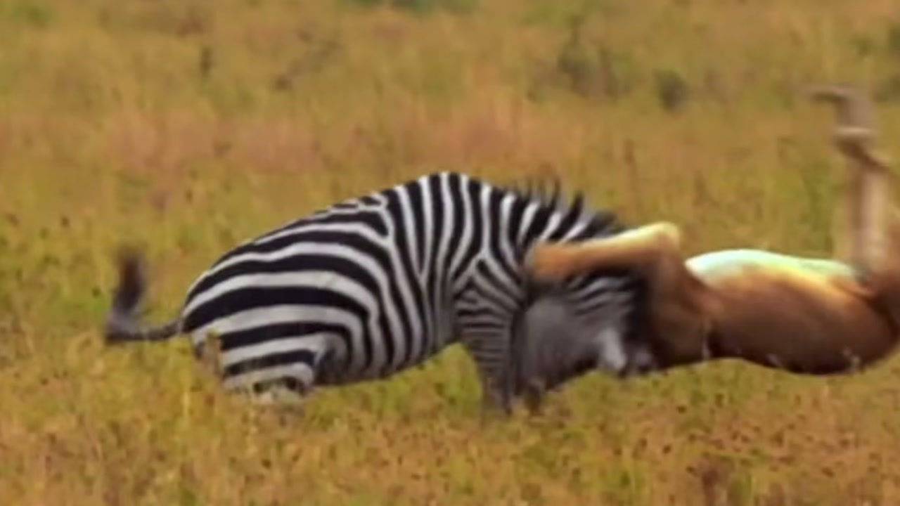 Zebra se aproxima da água, mas leão escondido na margem encurta distância antes da fuga na narrativa do Falcão Selvagem — Natureza Selvagem