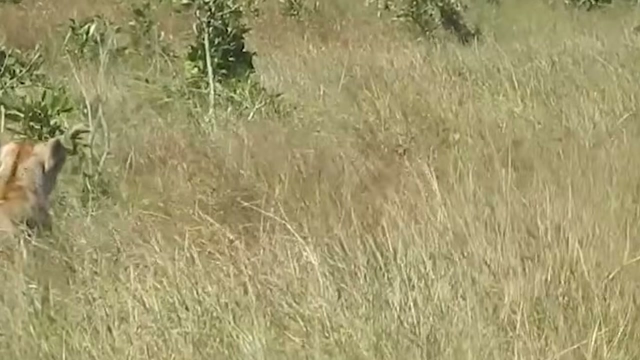 Zebra se aproxima da água, mas leão escondido na margem encurta distância antes da fuga na narrativa do Falcão Selvagem — Natureza Selvagem